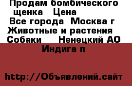 Продам бомбического щенка › Цена ­ 30 000 - Все города, Москва г. Животные и растения » Собаки   . Ненецкий АО,Индига п.